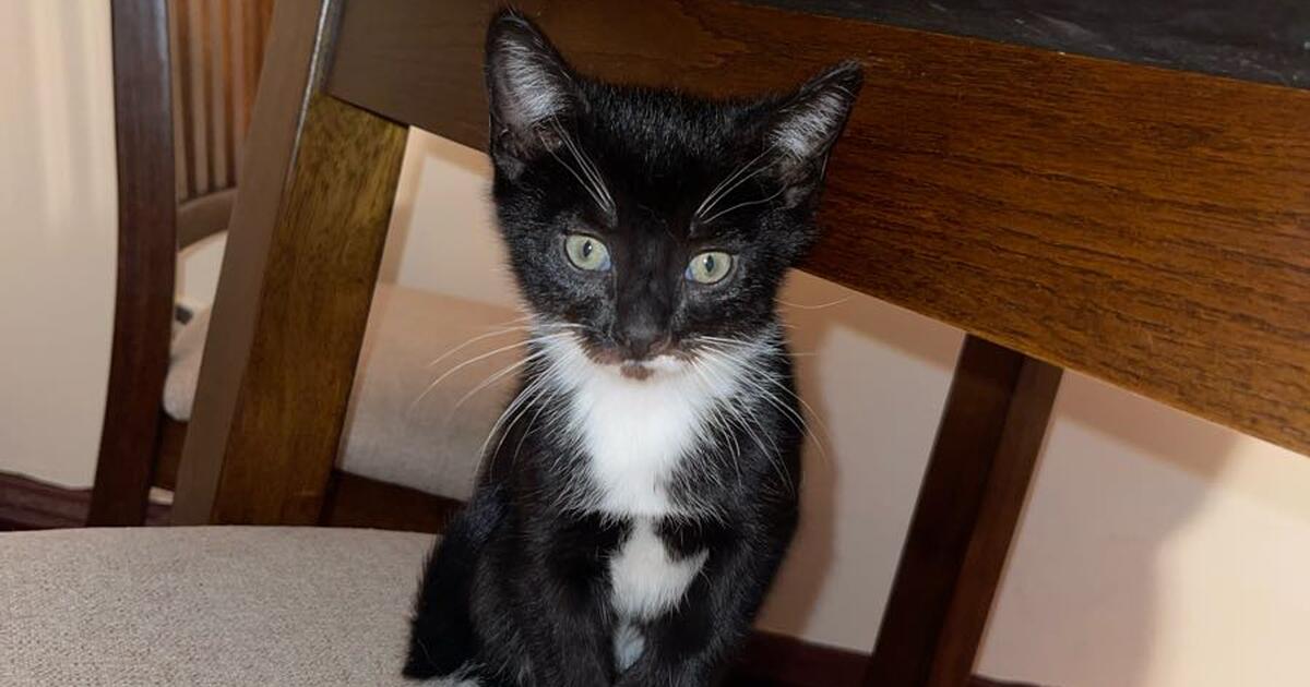 Kittens /gatos for Free in Utica, NY For Sale & Free — Nextdoor