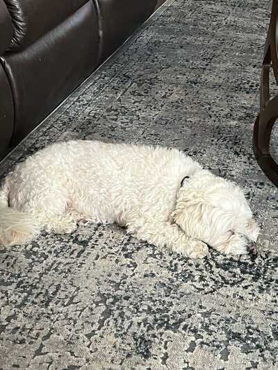 Pet supplies online plus mckinney