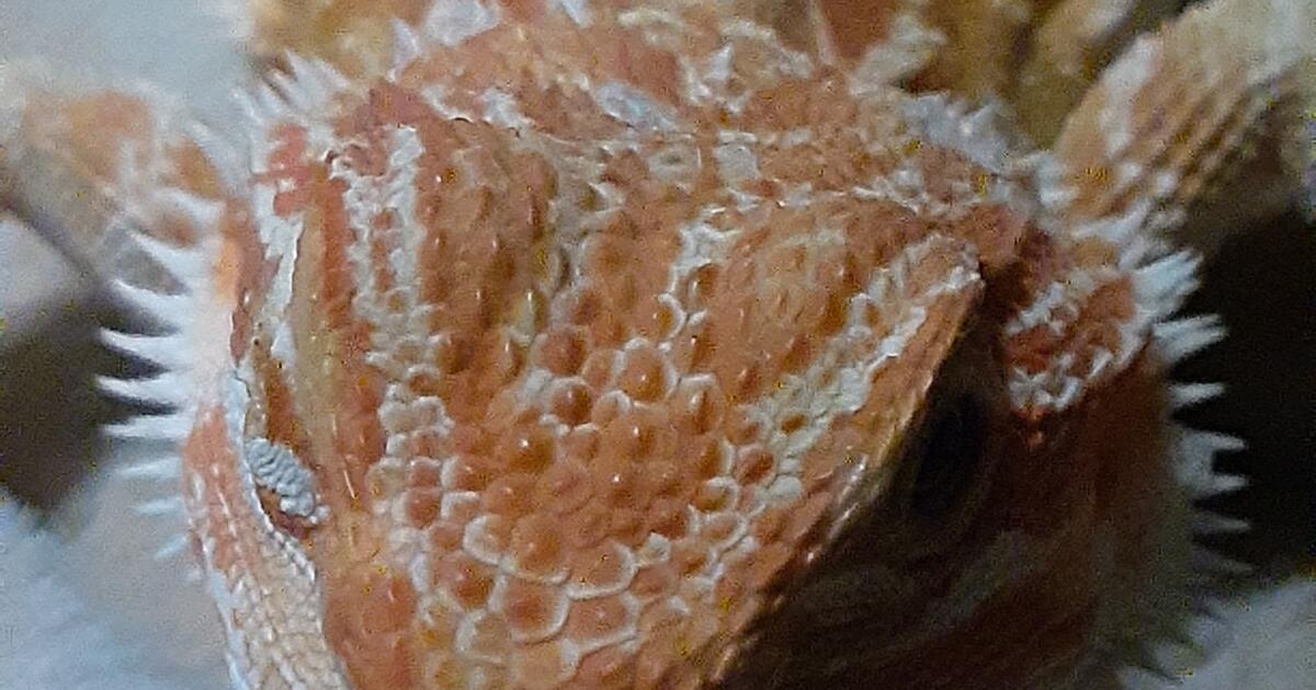 In need of rescue reptiles and non-rescues for Free in Phoenix, AZ