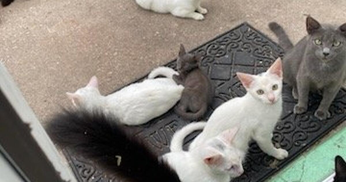 Cats for Free in Jacksonville, FL For Sale & Free — Nextdoor