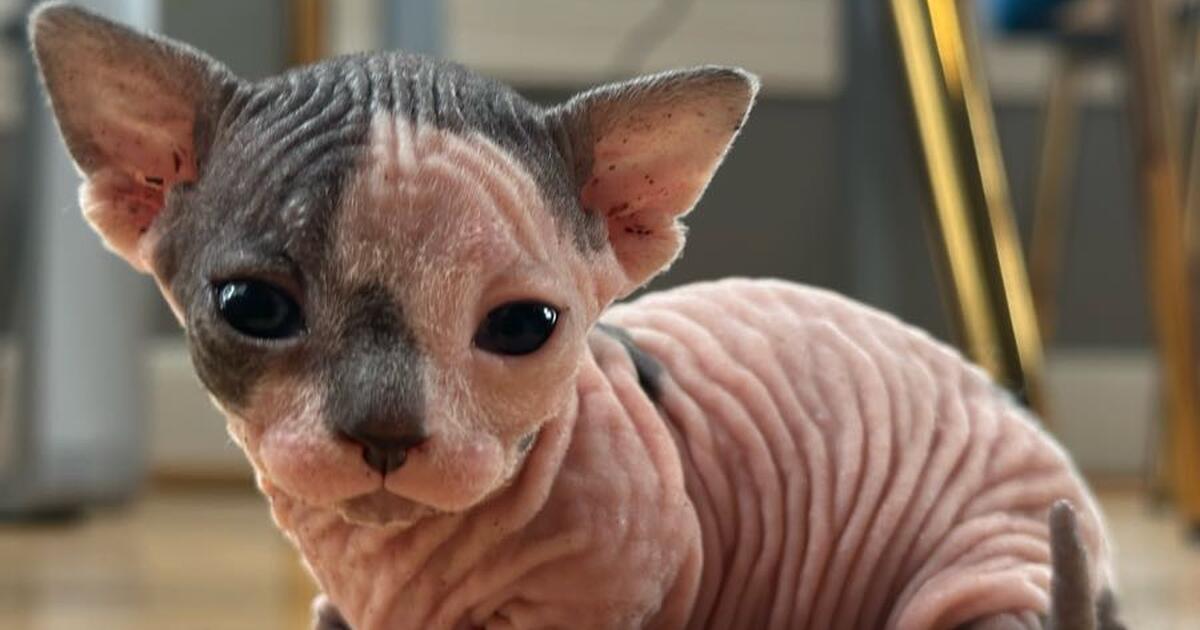 Sphynx kittens for 123 in Louisville, KY For Sale & Free — Nextdoor