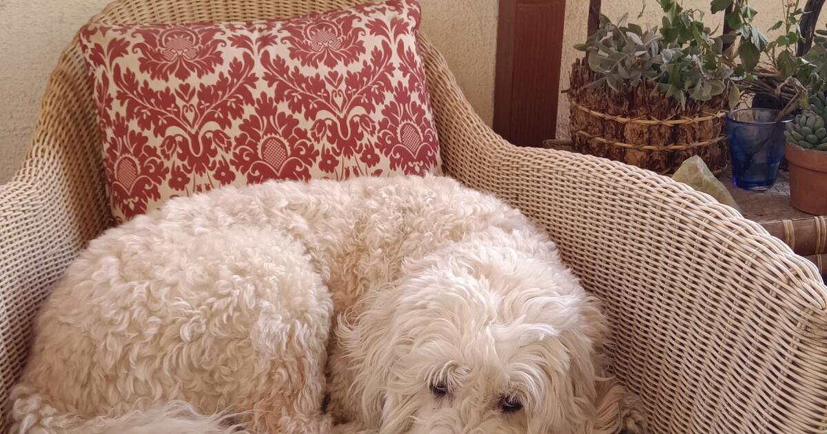 tlc-pet-sitting-in-palm-springs-ca-for-sale-free-nextdoor
