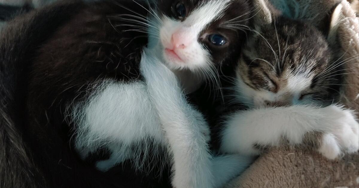 Kittens for 50 in Bellingham, WA For Sale & Free — Nextdoor