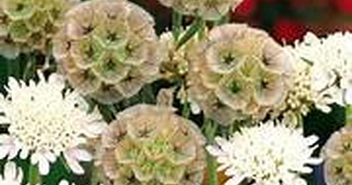 Star Flower Pincushion Seeds for 2 in Prescott Valley, AZ For Sale