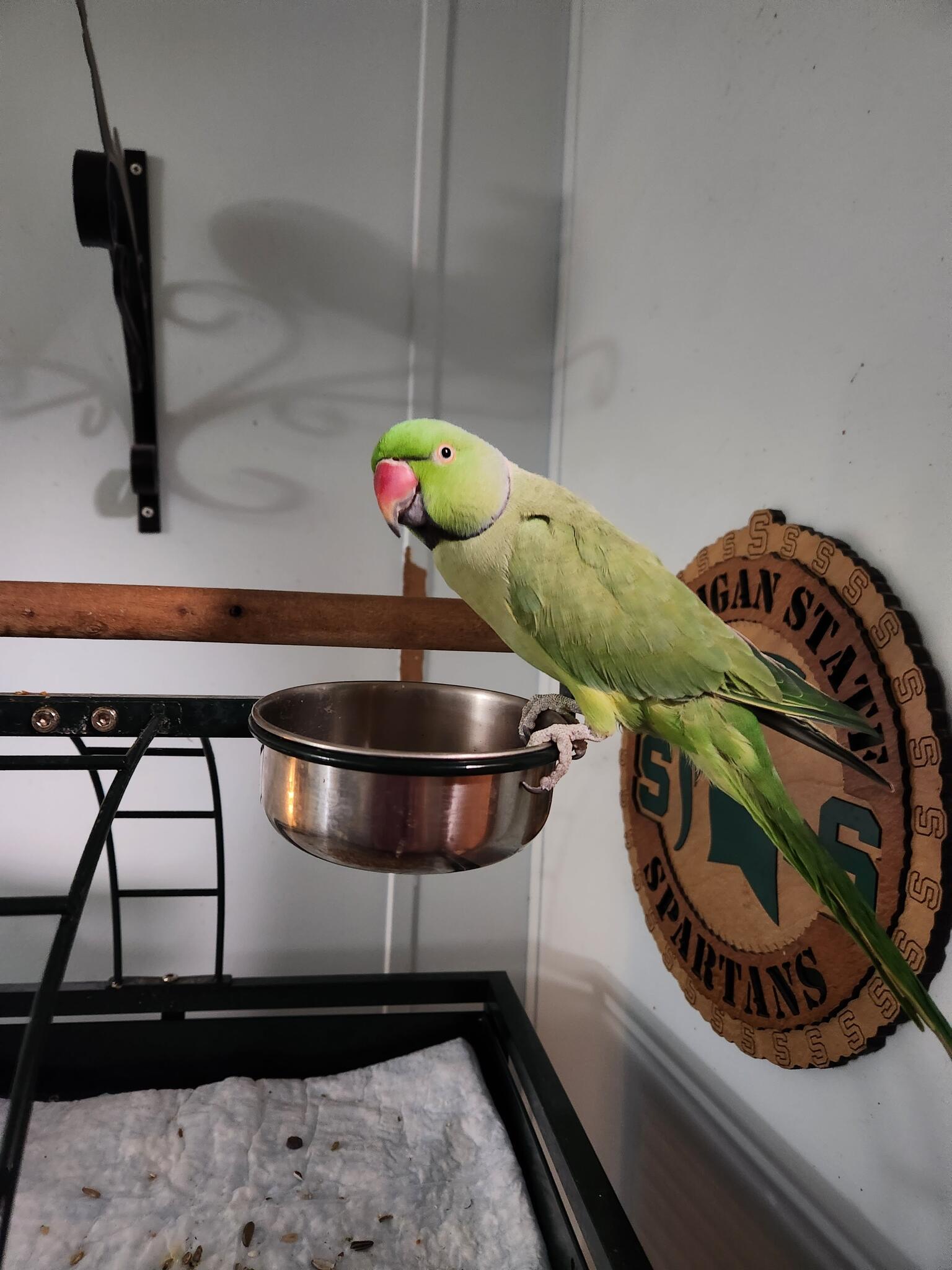 Indian Ringneck For 345 In Kalamazoo MI For Sale Free Nextdoor   3cf7b777633134c9fa17ec88782c34a2 