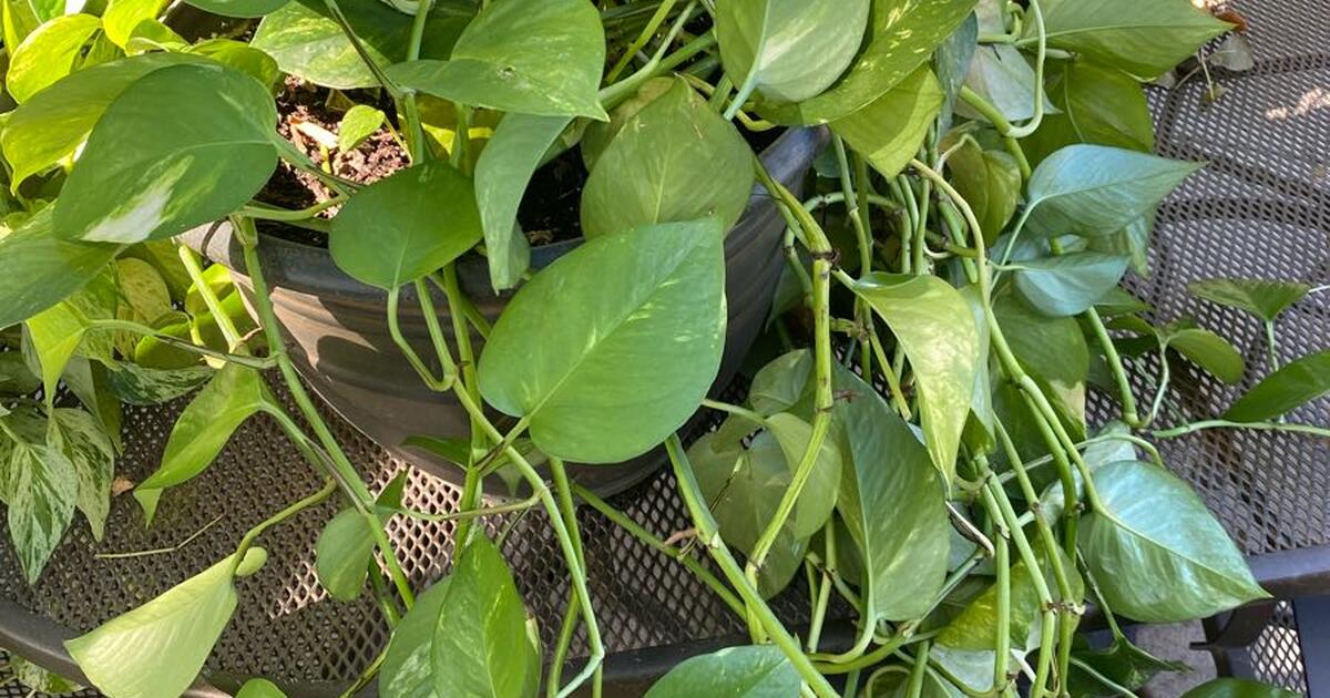 House plants for Free in Omaha, NE For Sale & Free — Nextdoor