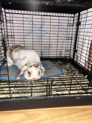 Freeman Farms II, Gilbert Trick or Treat Map and Everything You