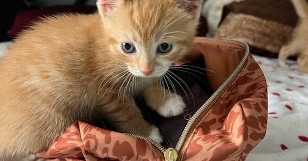 Kittens for 25 in Lafayette, IN For Sale & Free — Nextdoor