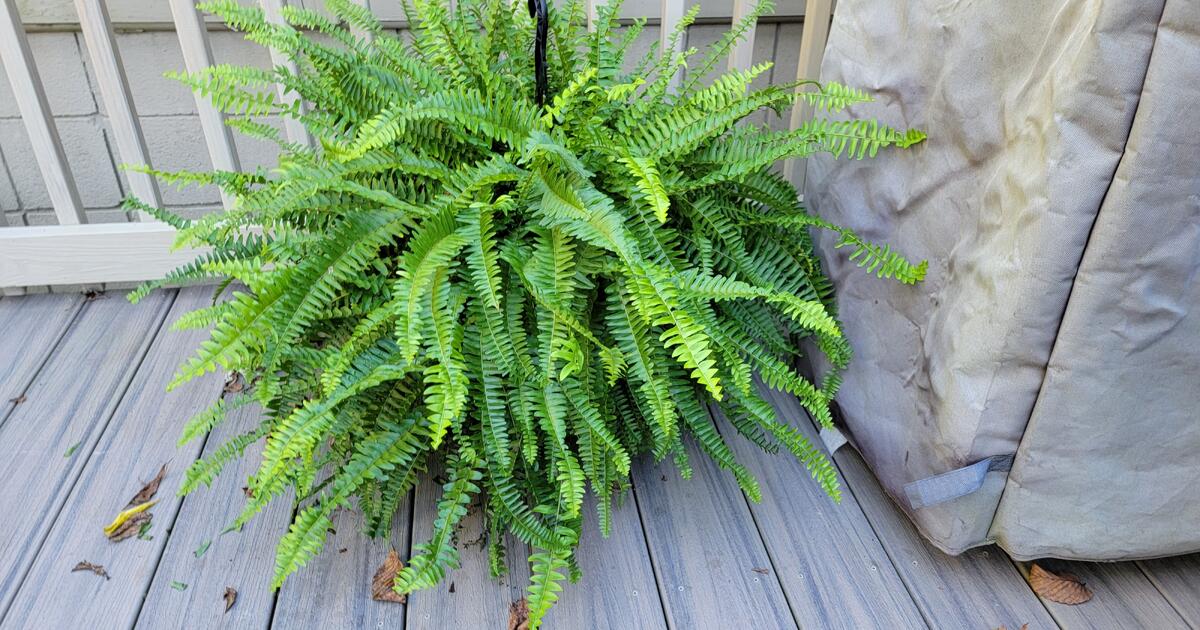 Large Hanging Fern Plant. for 5 in Trafford, PA For Sale & Free