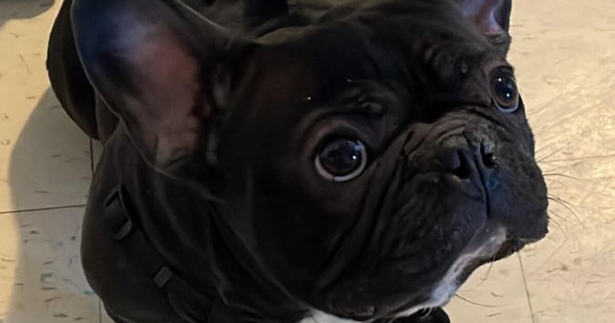 Frenchie for 1200 in Alexandria, VA For Sale & Free — Nextdoor