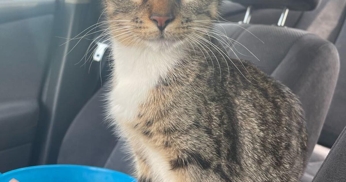 Kittens for Free in Atlanta, GA For Sale & Free — Nextdoor