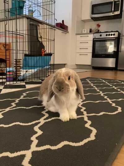 Stahl exotic animal veterinary services 2025