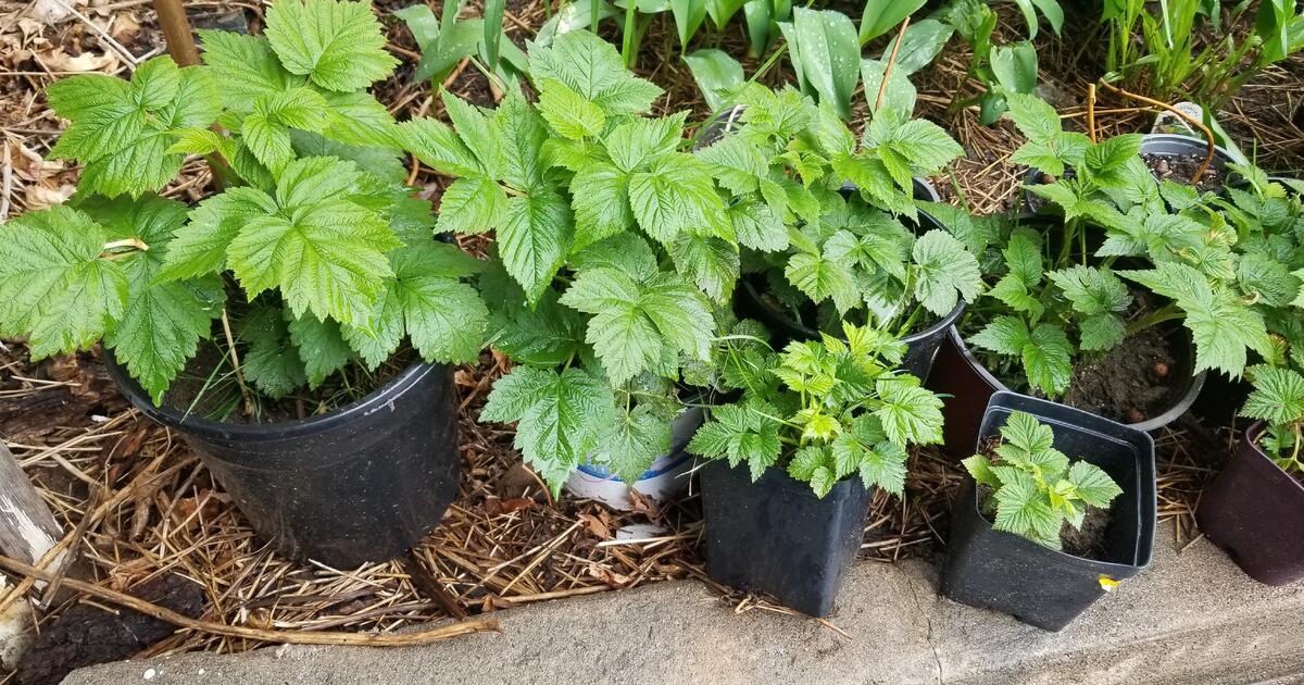 still-have-some-left-healthy-raspberry-plants-for-5-in-denver-co