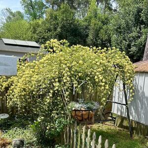 Lady Banks rose starts