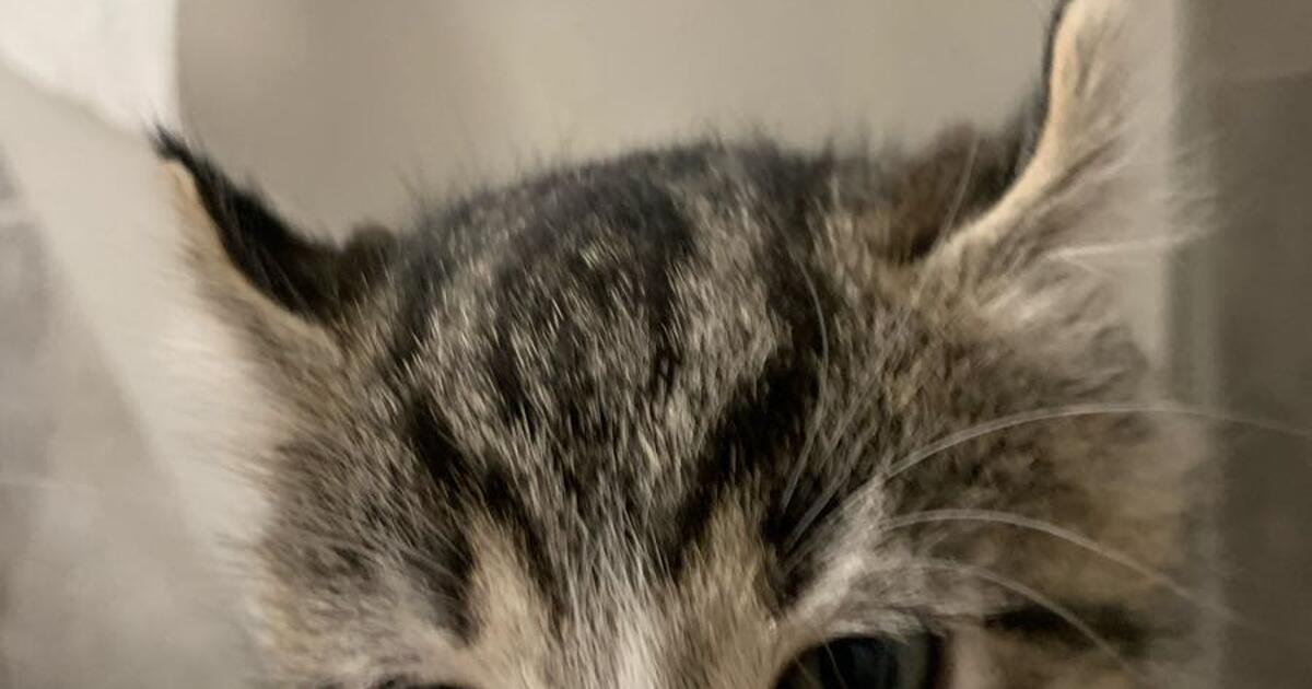 Kittens for sale for 50 in columbia tn for sale free nextdoor
