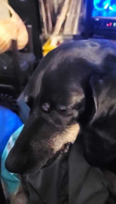 Precious memories pet 2024 cemetery