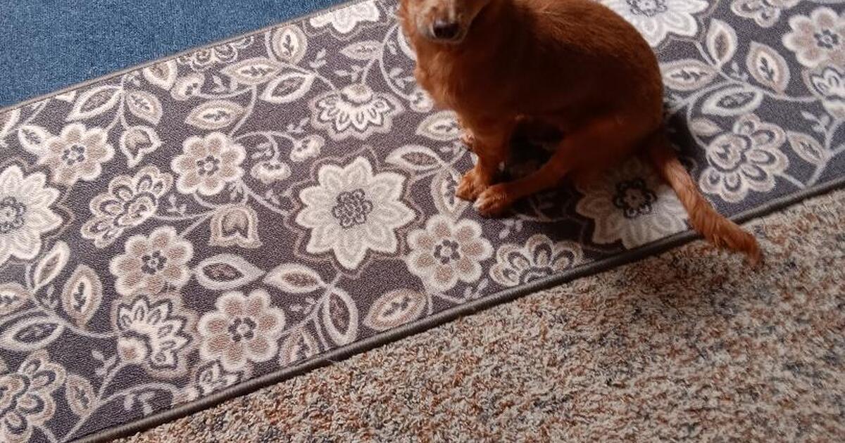 Chihuahua puppy for free in apache junction az for sale free
