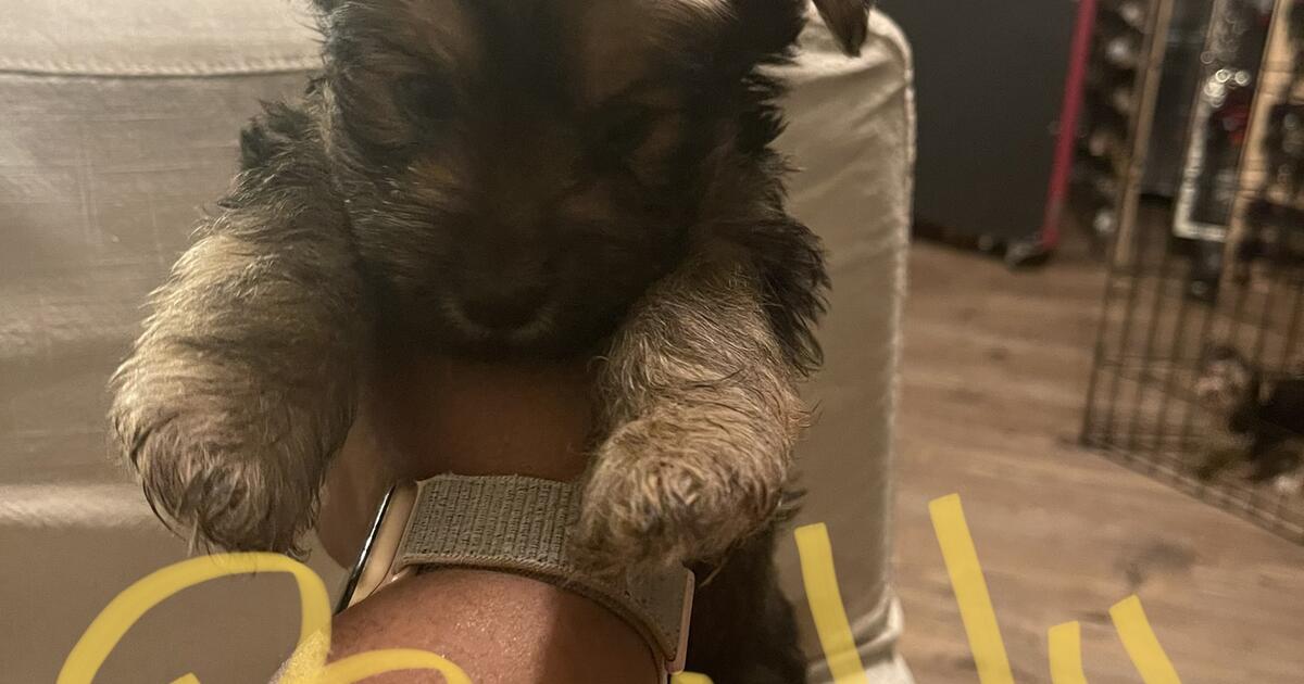 Yorkie for 1234 in Chattanooga, TN For Sale & Free — Nextdoor