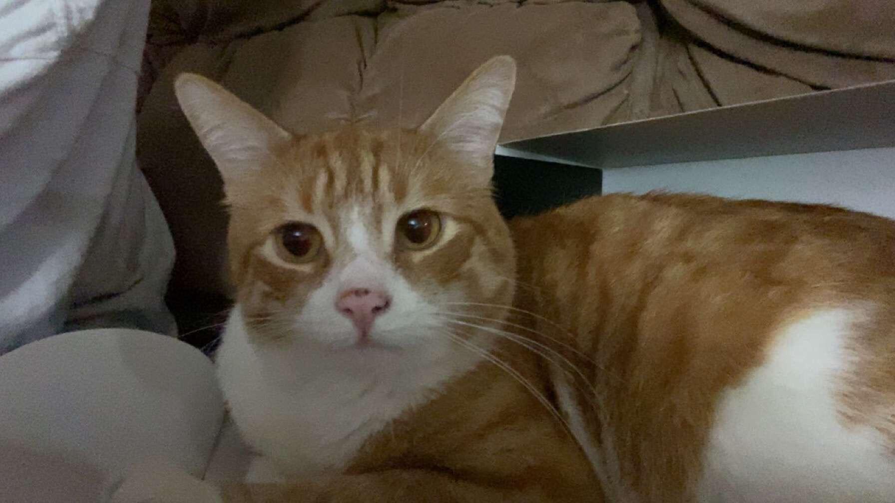 Cat Named Potato For Free In Butler, PA | For Sale & Free — Nextdoor