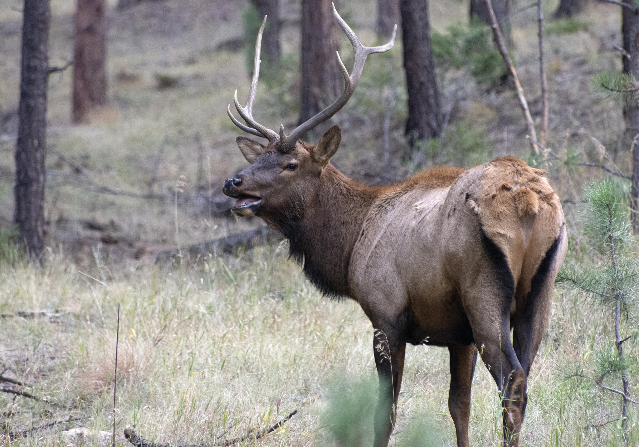 Living with wildlife presentation for residents Evergreen, Conifer and ...