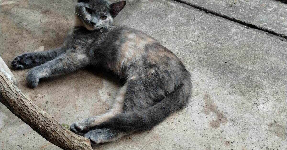 Kittens for Free in Pensacola, FL For Sale & Free — Nextdoor