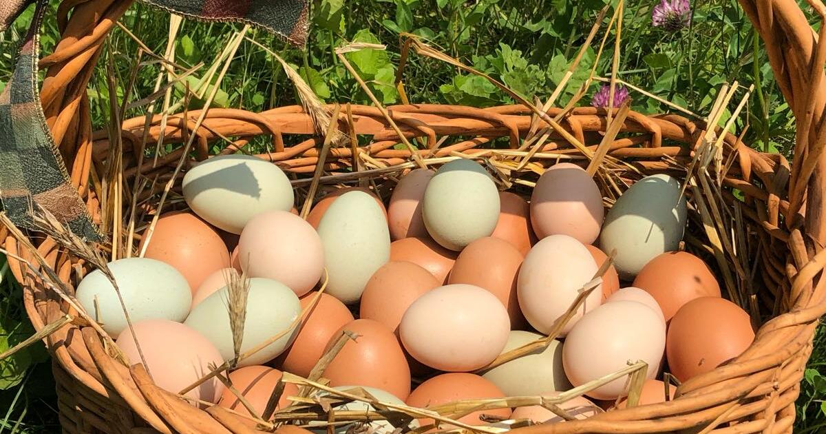 Organic Local Eggs for Sale for 8 in Stamford, CT Finds — Nextdoor