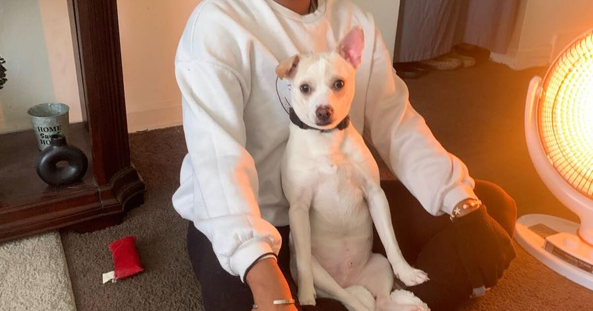 Chihuahua mix looking for new home for 100 in dayton oh for sale