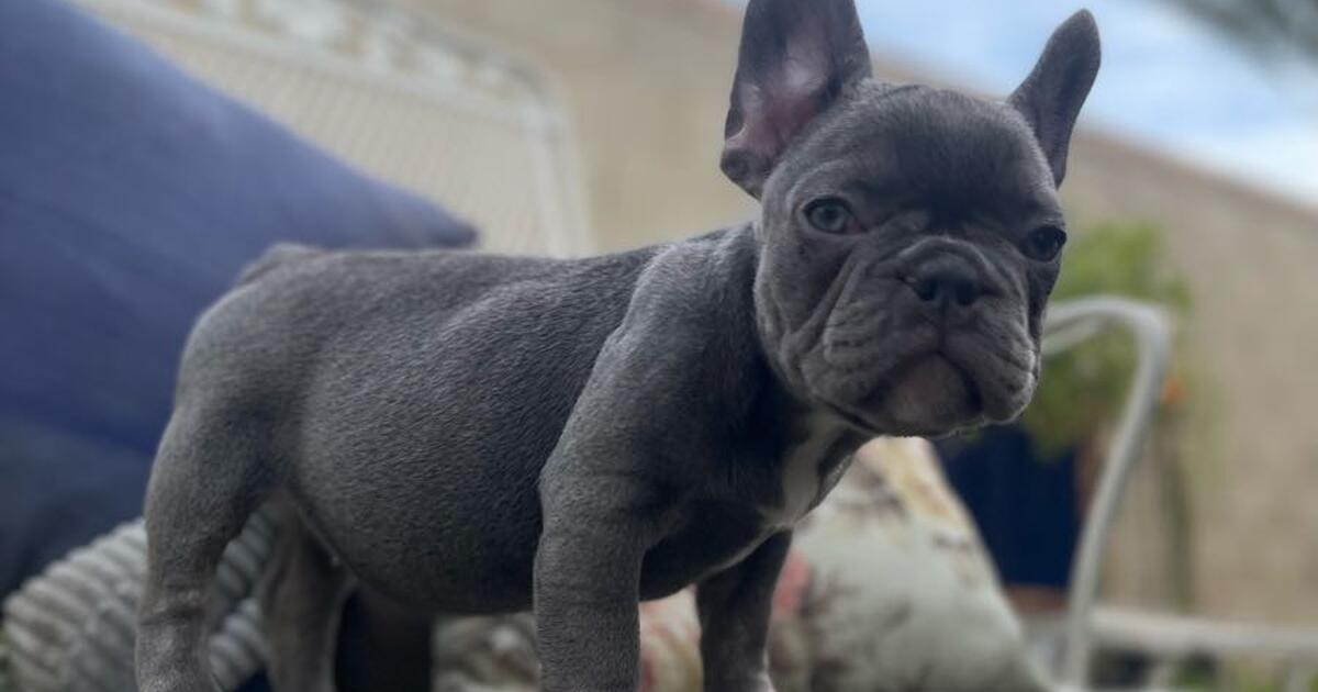 AKC Female Fluffy Carrier Frenchie for 2500 in Coachella, CA Finds
