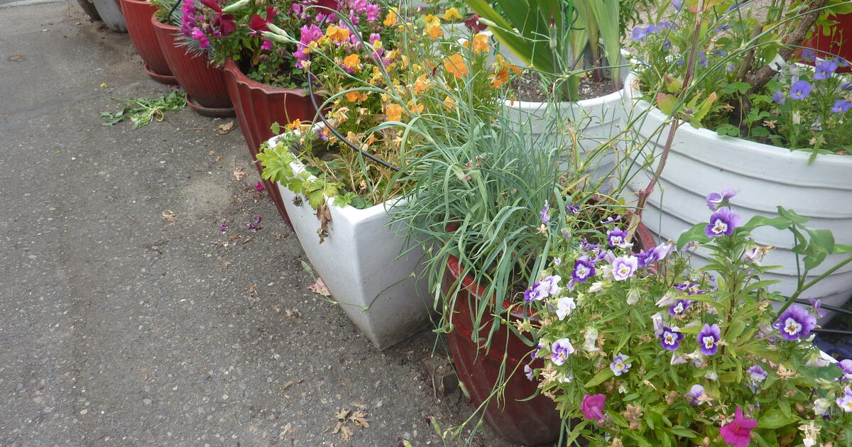 HUGE PLANT SALE for 3 in Bothell, WA For Sale & Free — Nextdoor