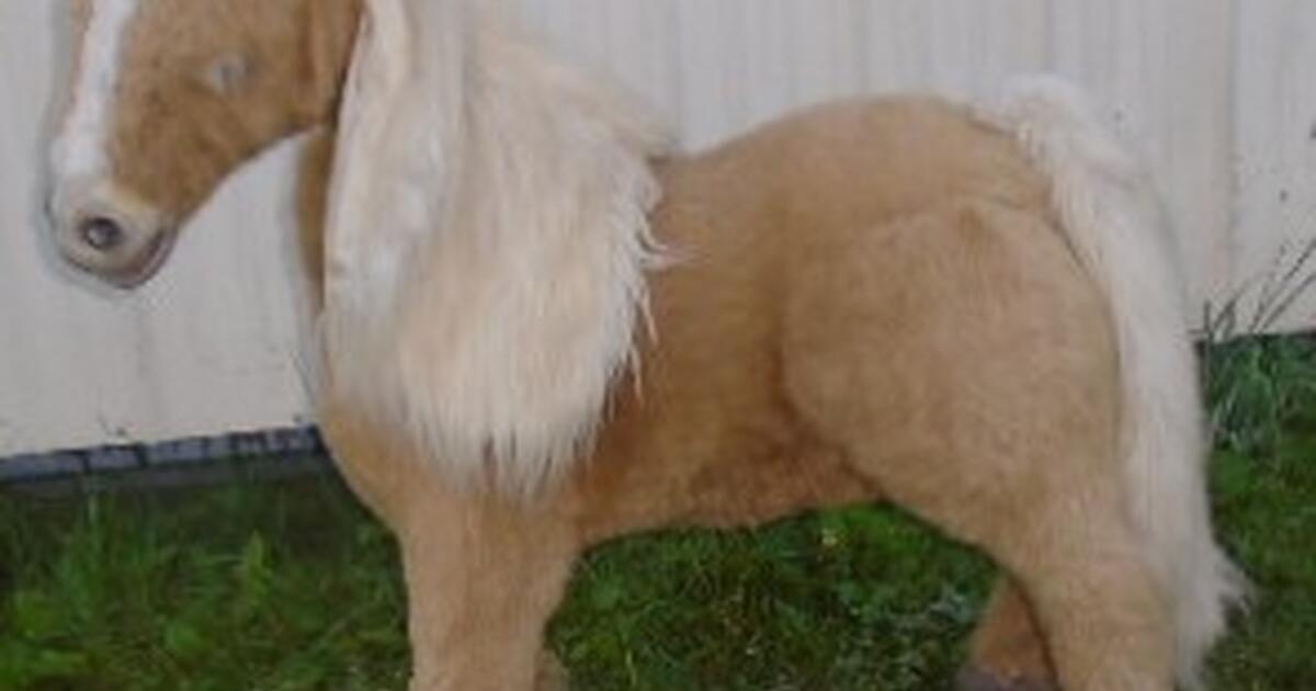 Cheap Large Ponies For Sale Near London