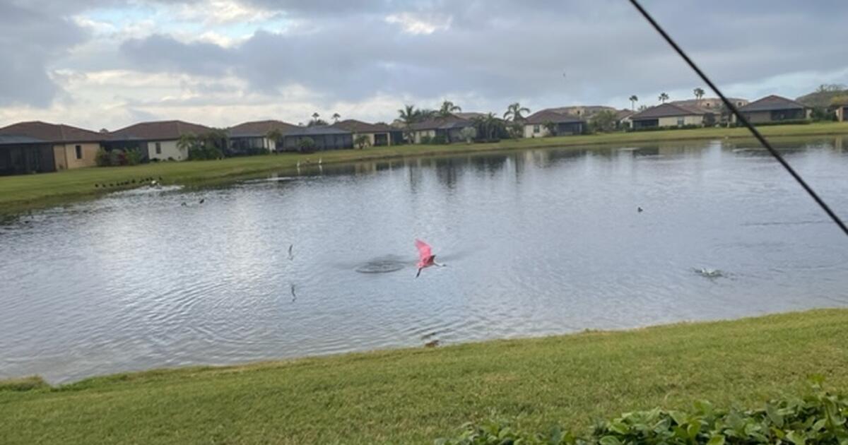 Looking to Rent in River Strand for 70 in Bradenton, FL For Sale