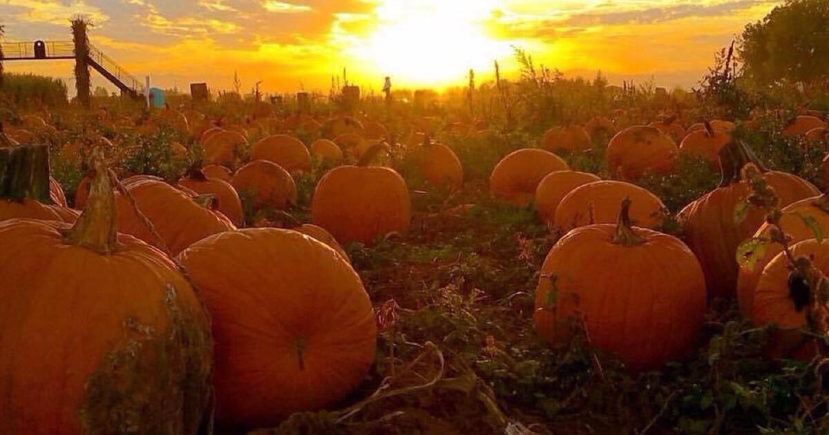 Free straw bales on Tregaron Ave for Free in Louisville, KY For Sale & Free — Nextdoor