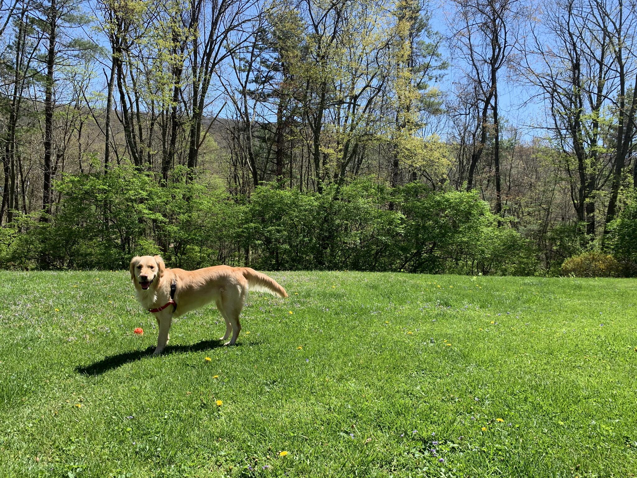 Goldheart golden retriever store rescue