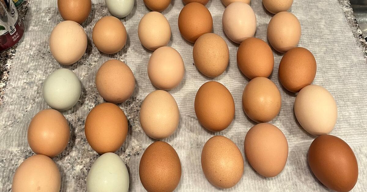 Fresh EGGS. for 4 in Tucson, AZ Finds — Nextdoor