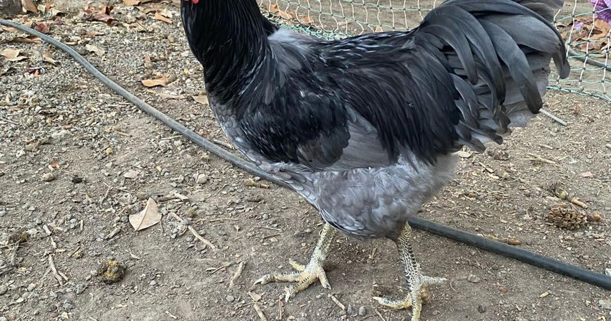 FREE Blue Jersey Giant Rooster for Free in Livermore, CA For Sale