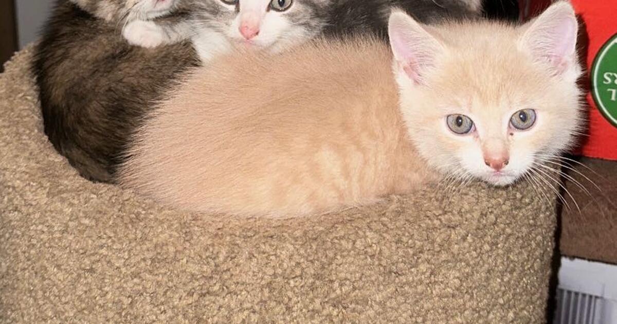 Kittens for sale for 200 in Westfield, MA Finds — Nextdoor