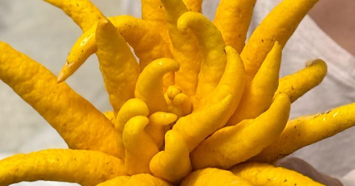 Buddha s Hand Citrus 3 Medium 5 Large For 5 In St Helena CA For Buddha s hand citrus 3 medium 5 large for 5 in st helena ca for