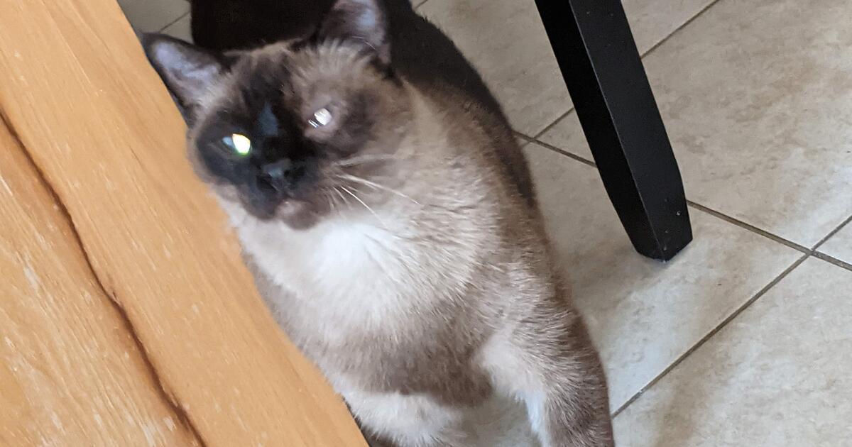 Male cat, fixed for Free in Hughson, CA For Sale & Free — Nextdoor