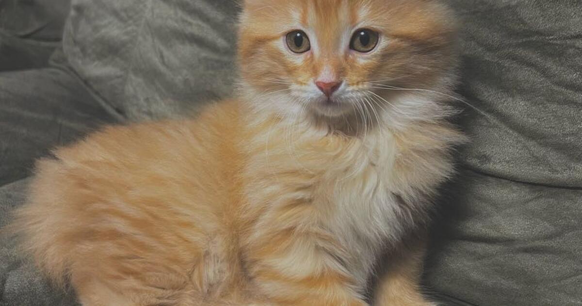 2 month old kittens for Free in Minneapolis, MN For Sale & Free