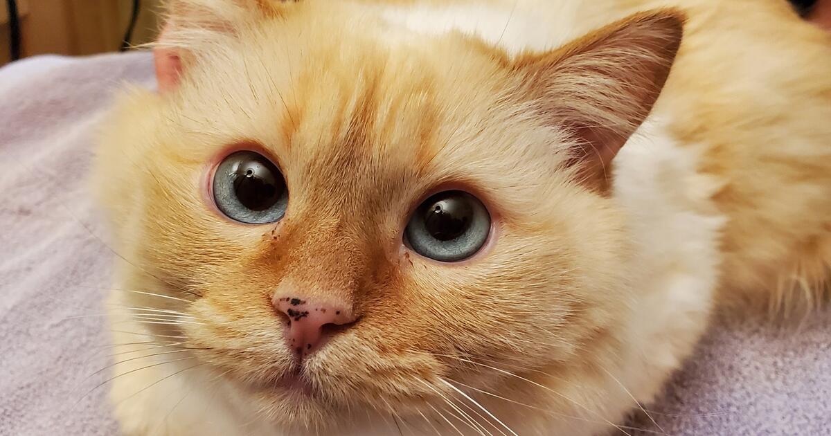 Matted Kitty? We Can Help! Nails Too 🐾 for 15 in Green Valley, AZ