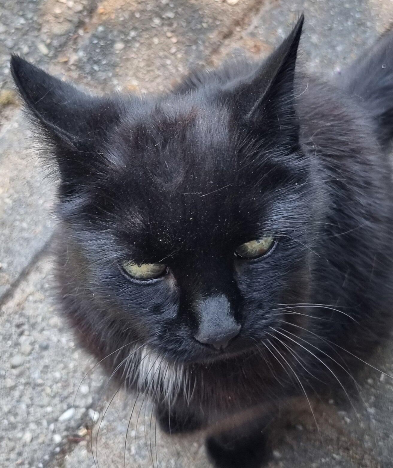 Raadsel zwarte kat in onze tuin opgelost!