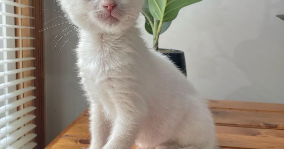 Free lovable kitten to a good home for 20 in Pataskala, OH For Sale