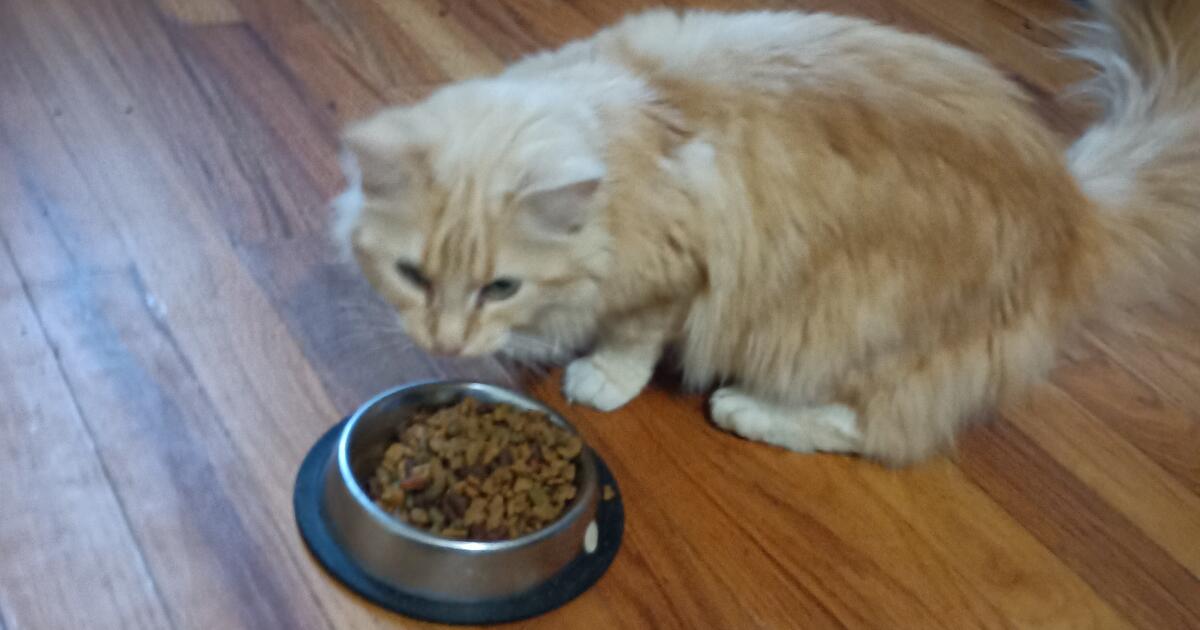 Looking For A Home For My Cat for Free in Fayetteville, NC For Sale & Free — Nextdoor