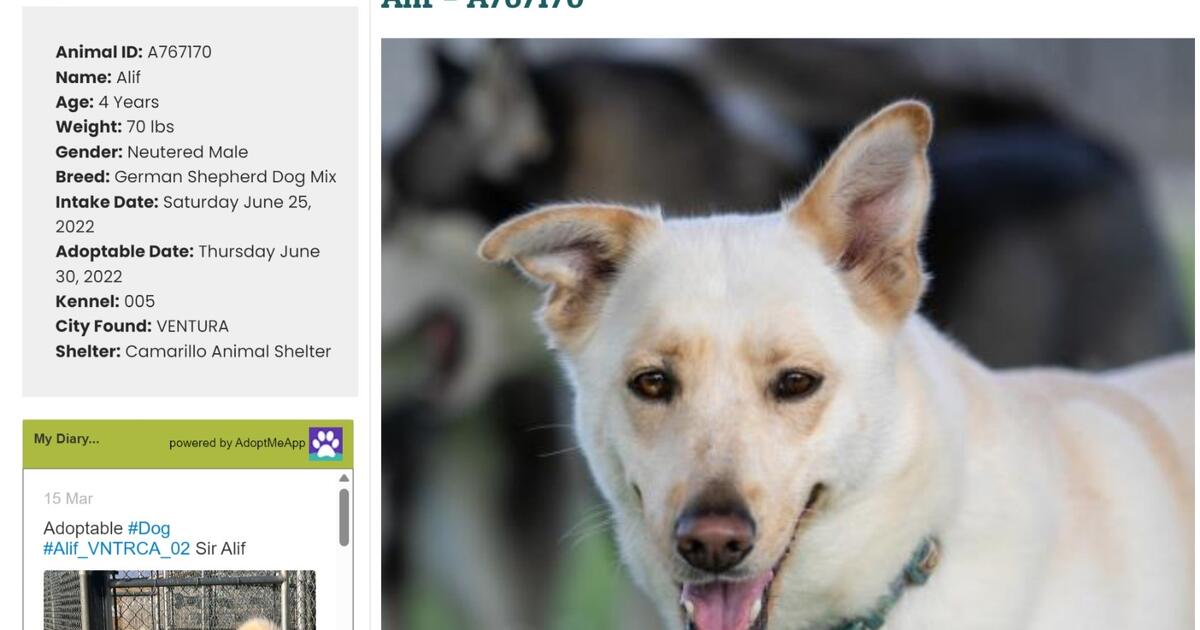 256 Dogs In The Pound ALL VETERANS CAN ADOPT DOGS FOR FREE PETS FOR VETS 256 Dogs In The Pound ALL VETERANS CAN ADOPT DOGS FOR FREE PETS FOR VETS
