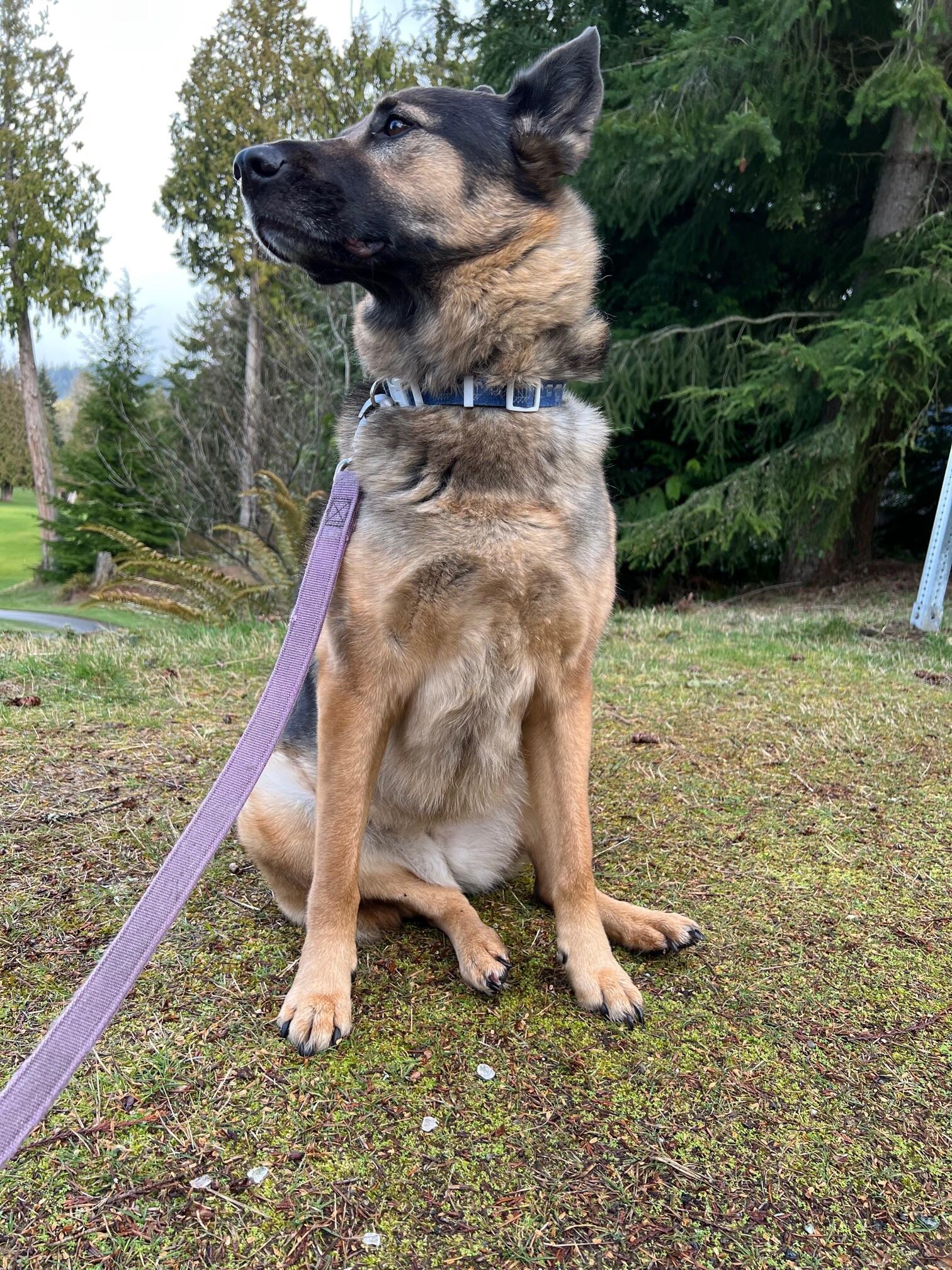 Where can I donate dog food, cookies, beds, harness, leashes, brush