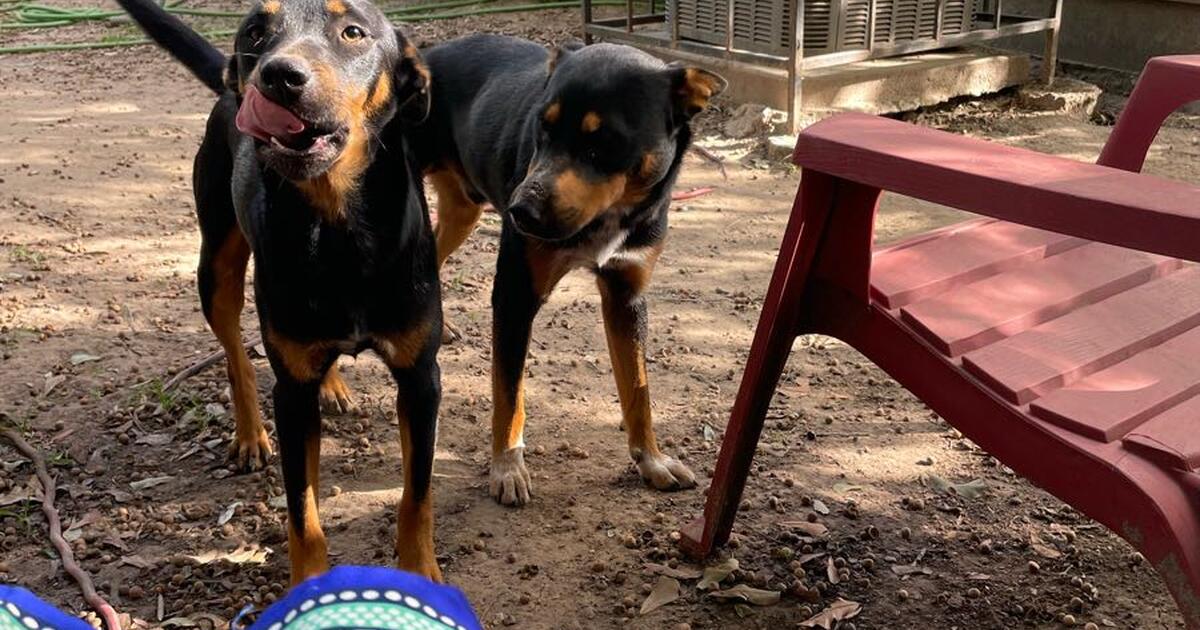 Free dogs to good home for free in houston tx for sale free nextdoor