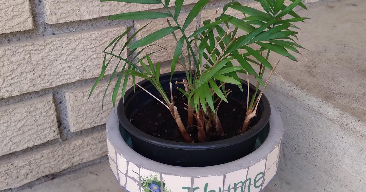 Rehoming Healthy Plants see Post For Prices For 3 In Roseville MN rehoming-healthy-plants-see-post-for-prices-for-3-in-roseville-mn
