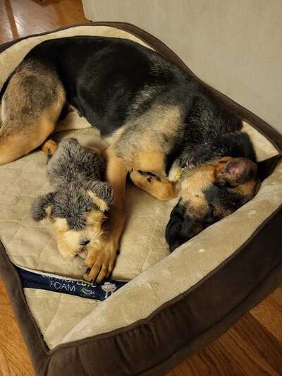 Chatoak pet deals clinic