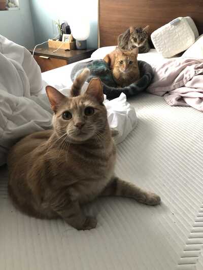 Woodpath cat 2024 & dog hospital