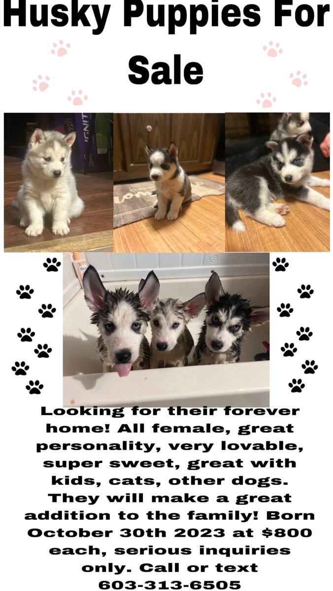 Husky puppies for sale for 800 in Keene, NH For Sale & Free — Nextdoor